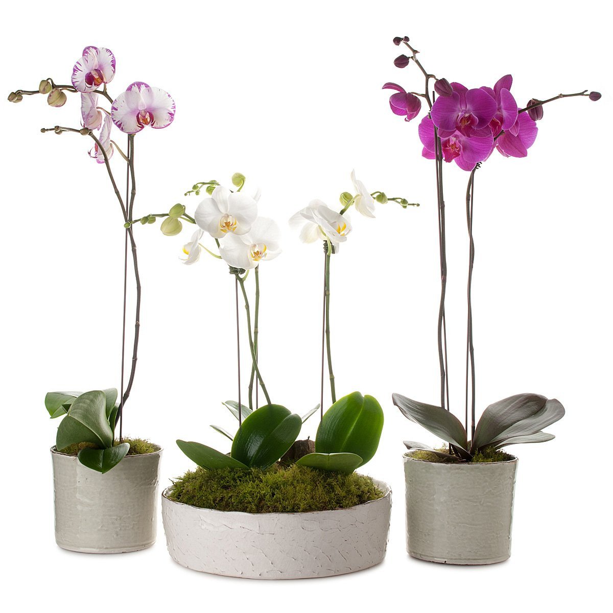 Classic Phalaenopsis Orchid Collection Planter