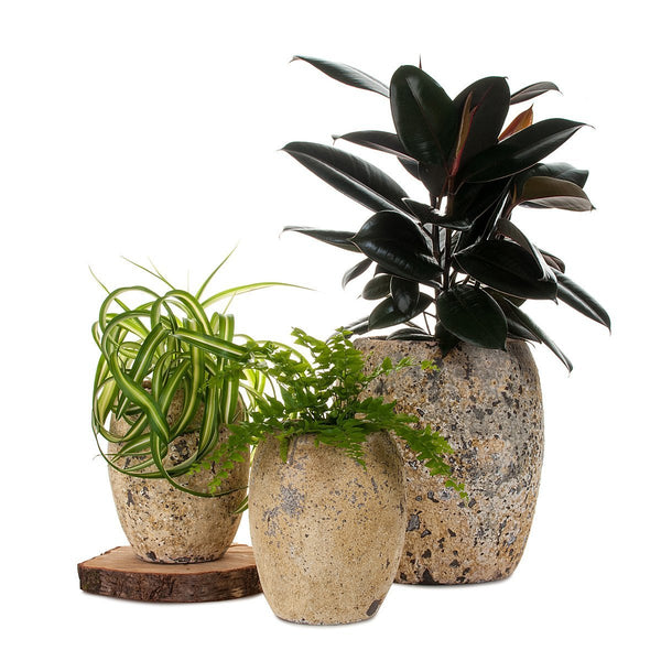 spider plant fern Spider Plant/Fern Atlantis Planter