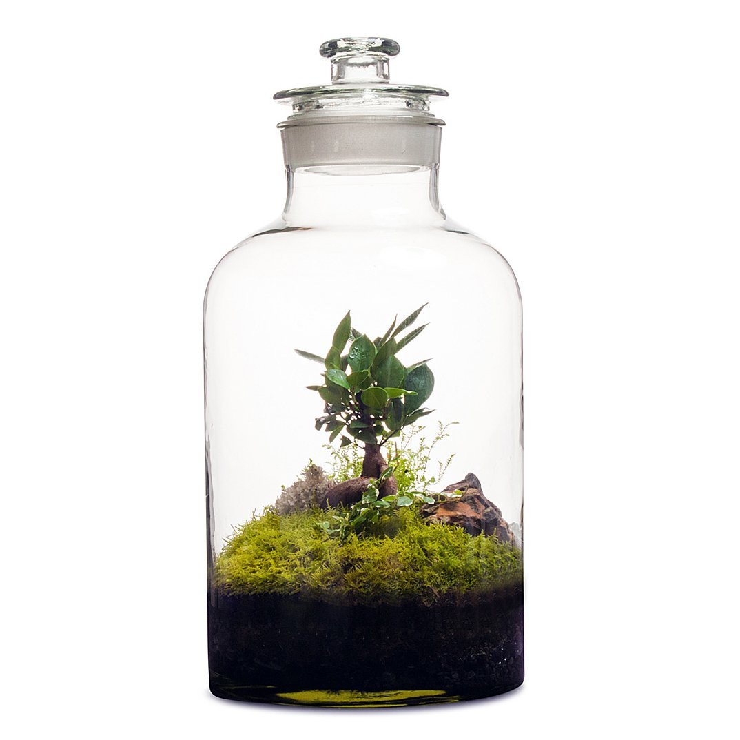 Marimo Moss Ball in Glass Apothecary Terrarium Kit - Outside of Eden