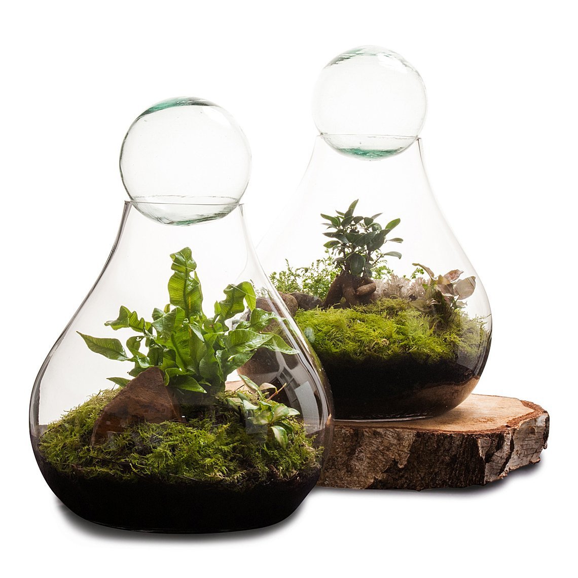 Bulb Terrarium