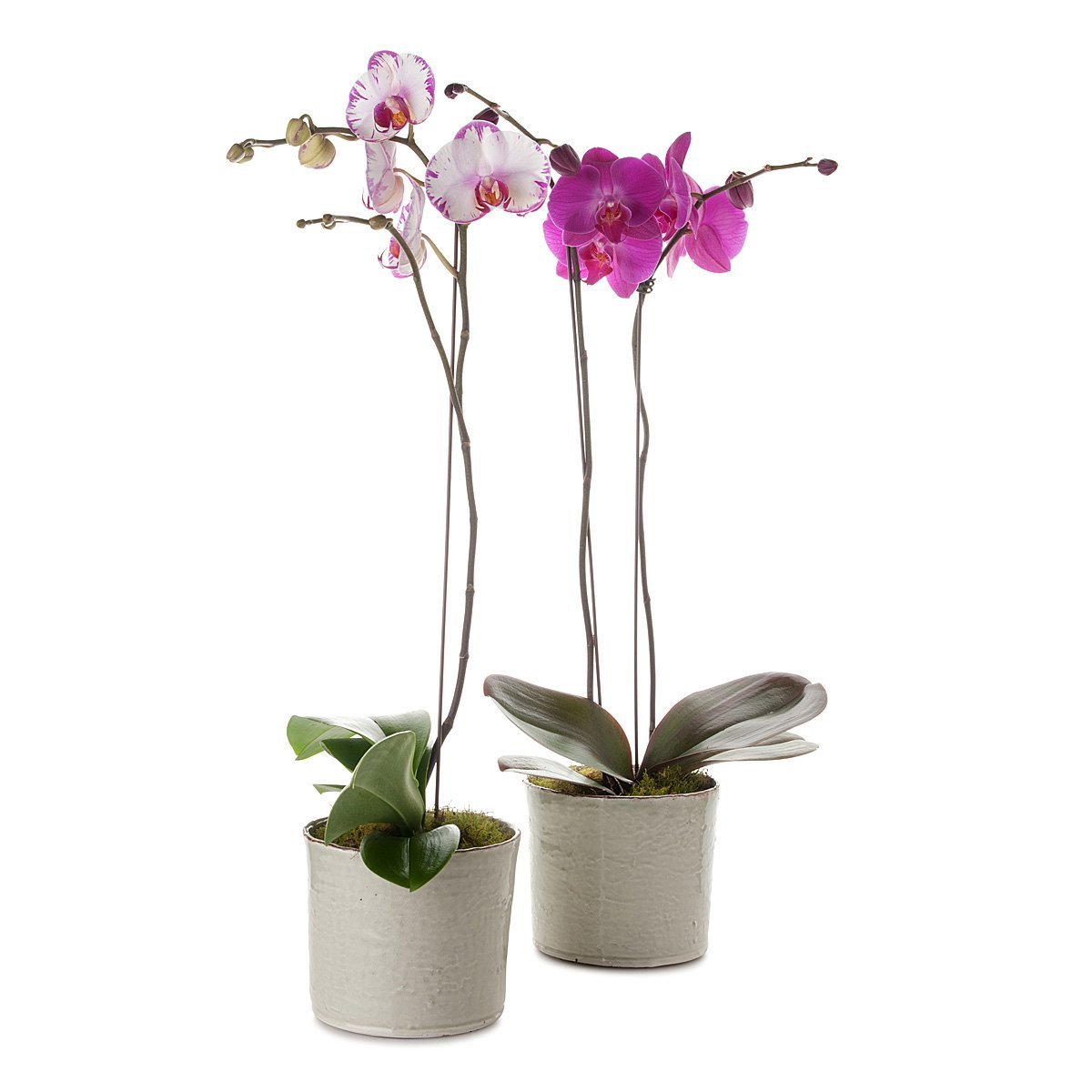 Classic Phalaenopsis Orchid Planter