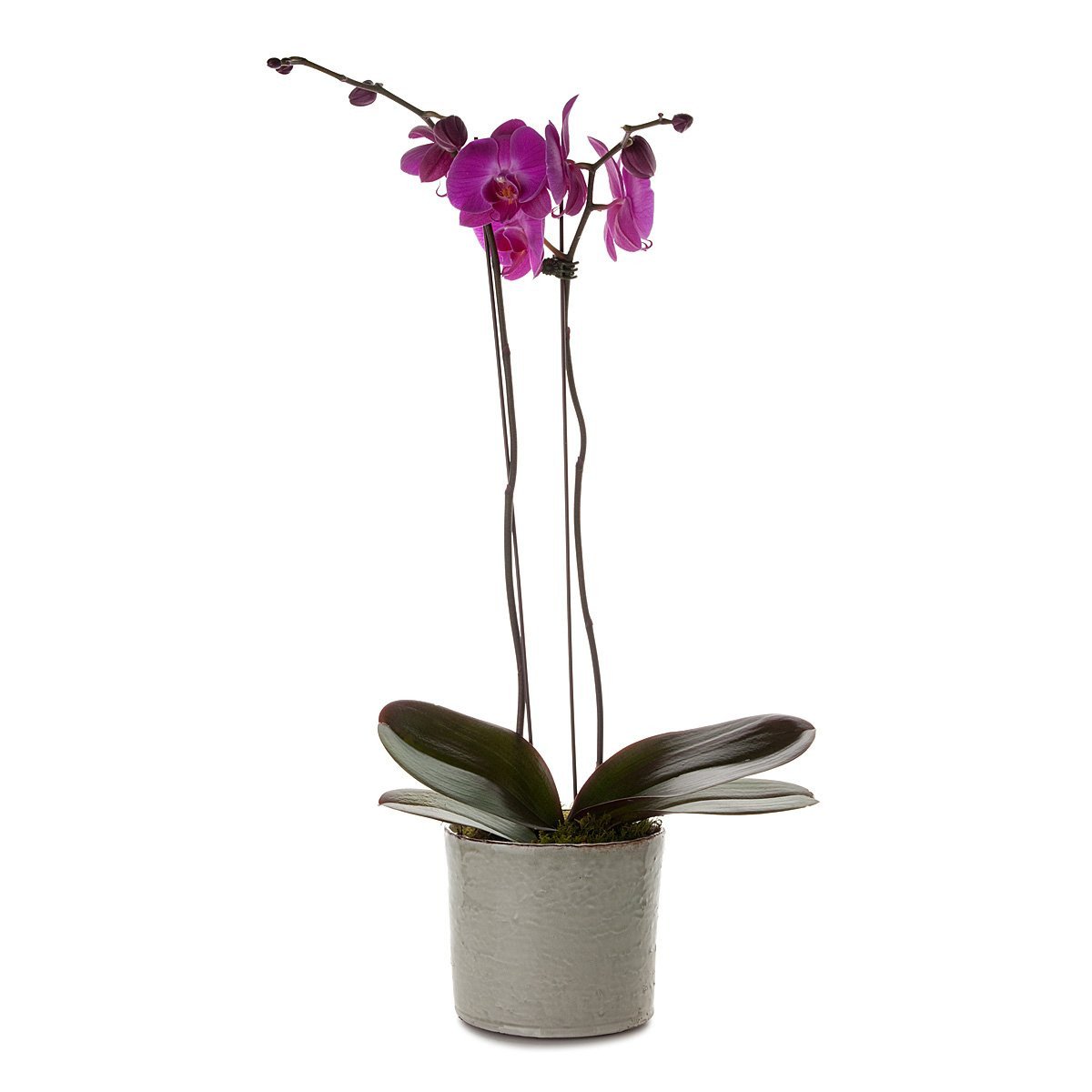 Classic Phalaenopsis Orchid Planter