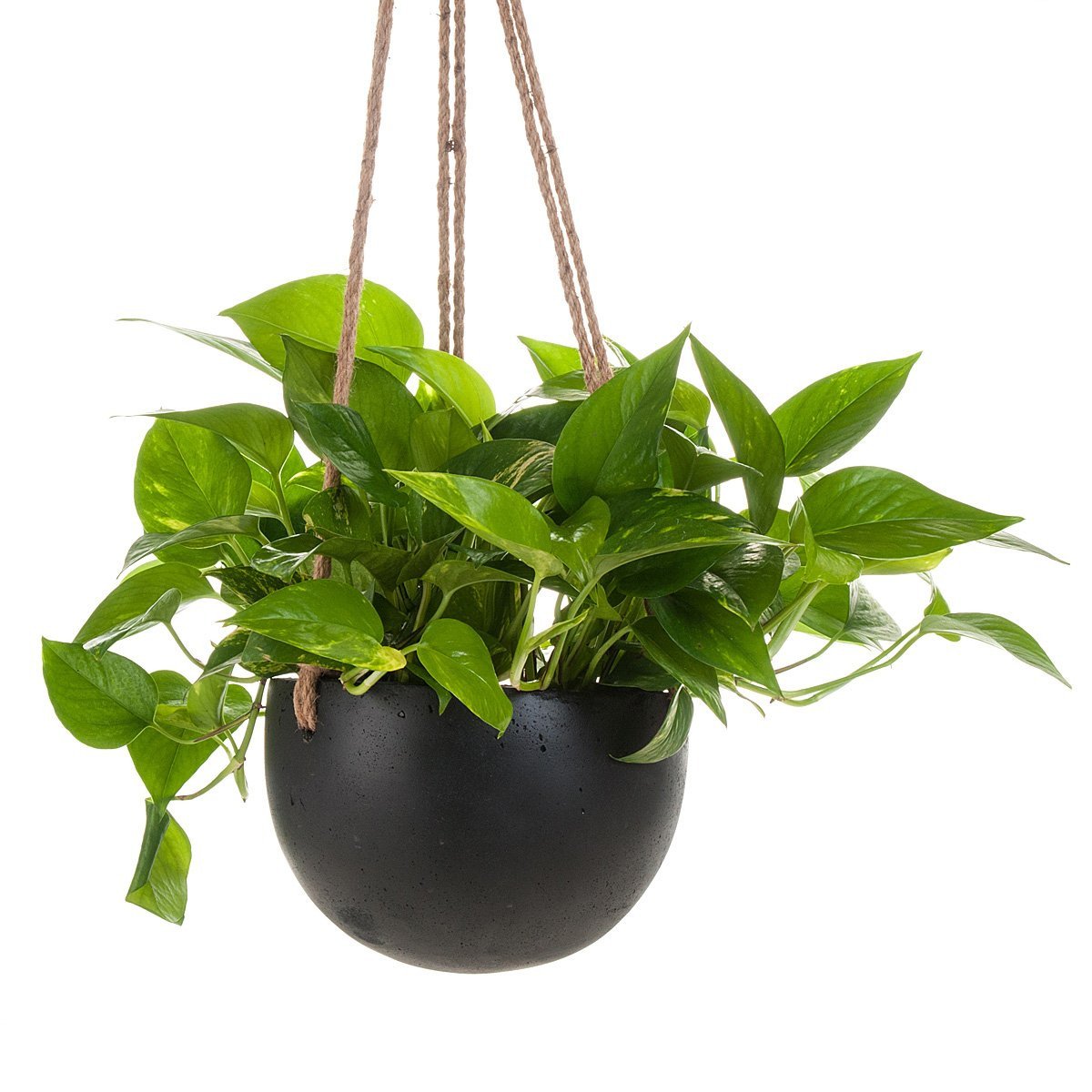 hanging planter concrete Devil's Ivy Concrete Hanging Planter