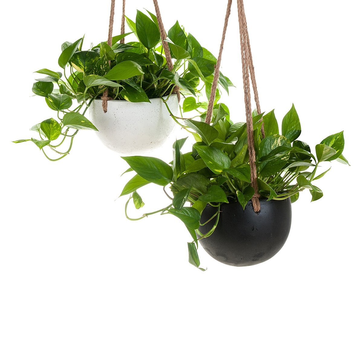 hanging planter concrete Devil's Ivy Concrete Hanging Planter