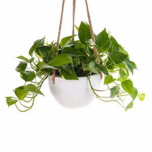 concrete hanging planter Devil's Ivy Concrete Hanging Planter