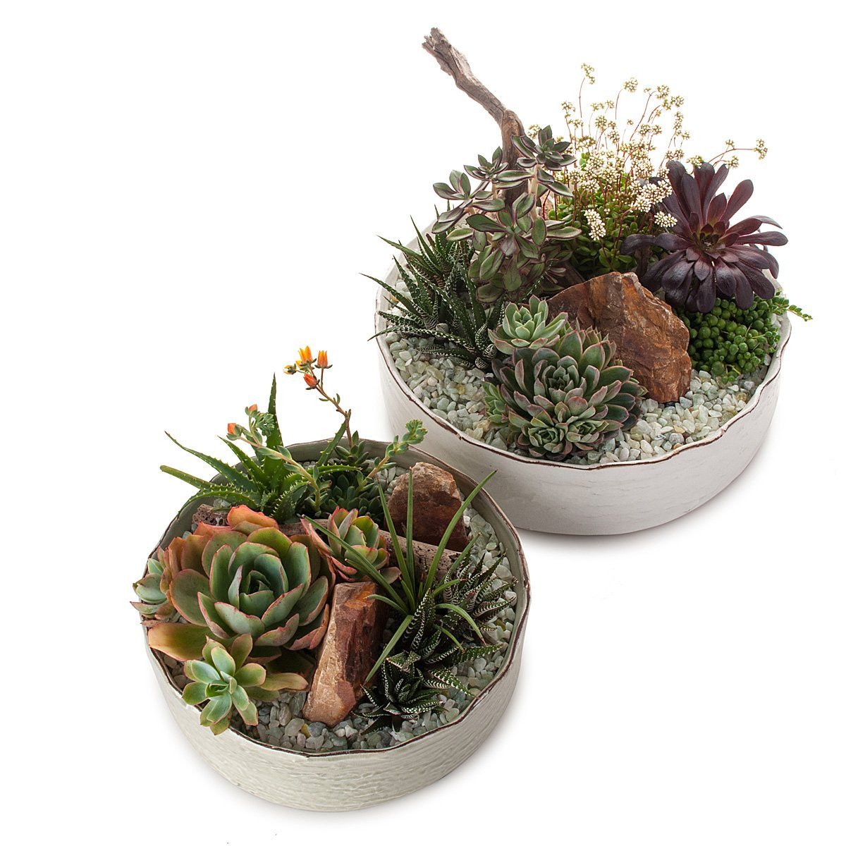 Dramatic Desertscape Dish Planter