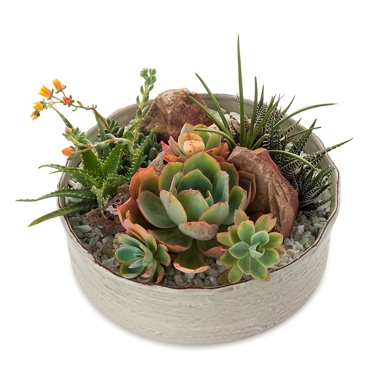 Dramatic Desertscape Dish Planter