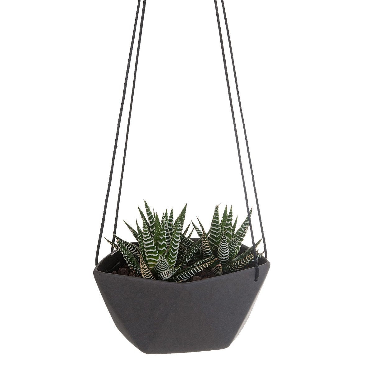 geo succulents Geo Succulents Hanging Planter