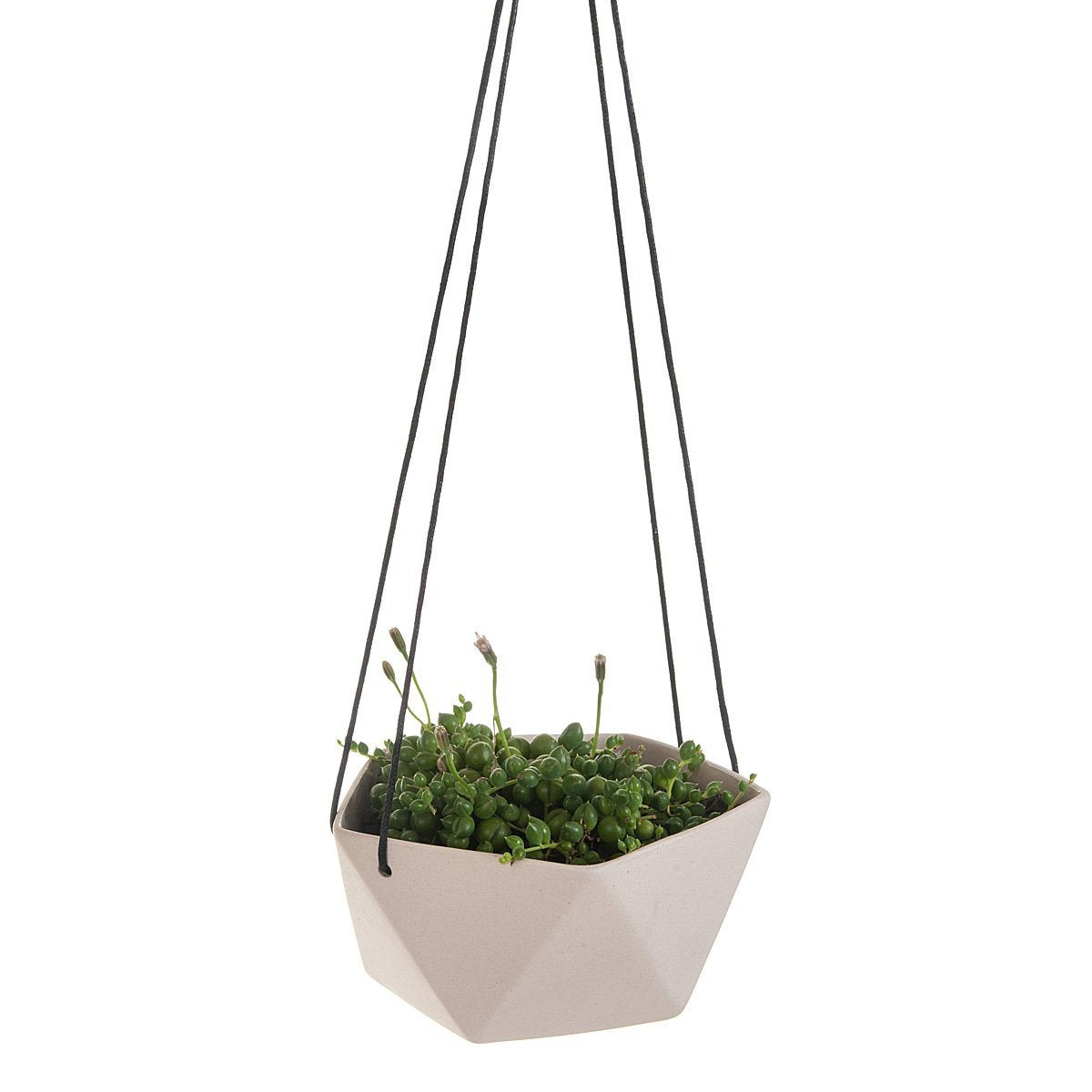 geo hanging planter Geo Succulents Hanging Planter