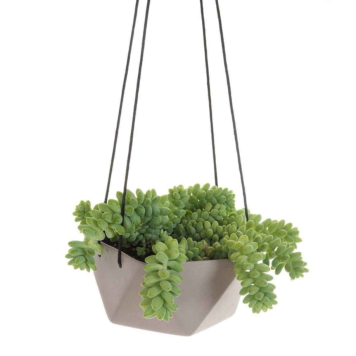 geo succulents Geo Succulents Hanging Planter