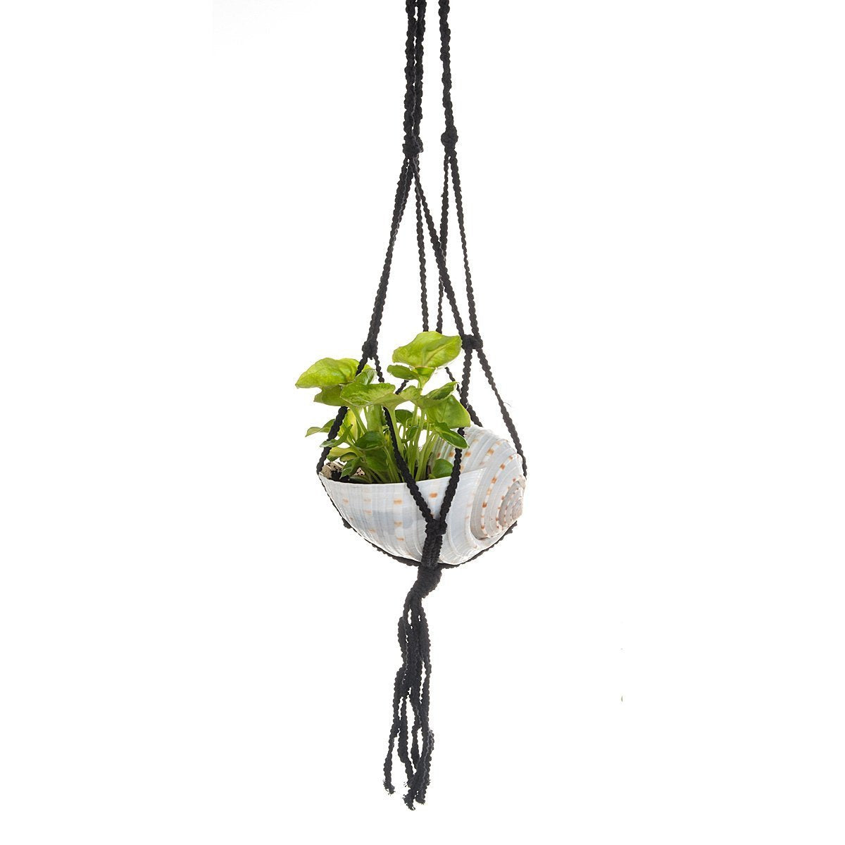 Macramé Shell Hanging Planter 