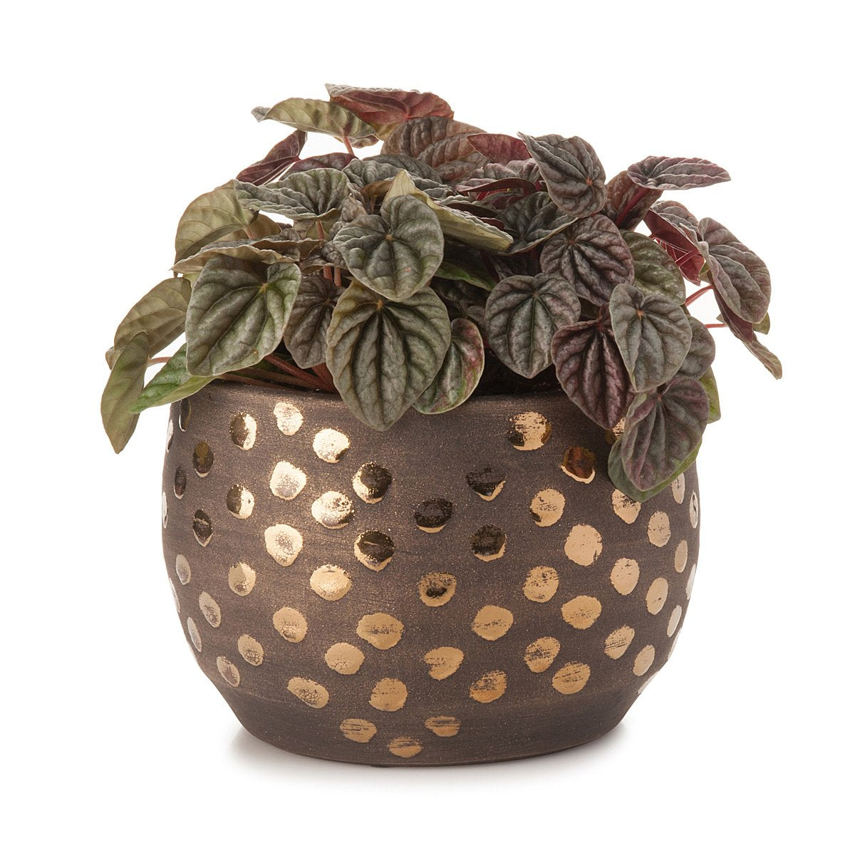 Gold Spots Planter