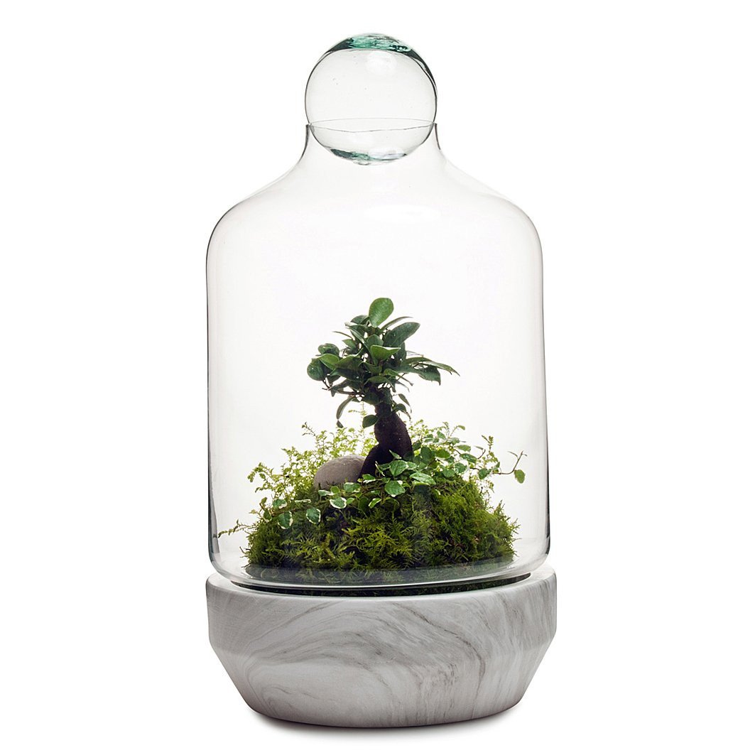 San Jose Terrarium