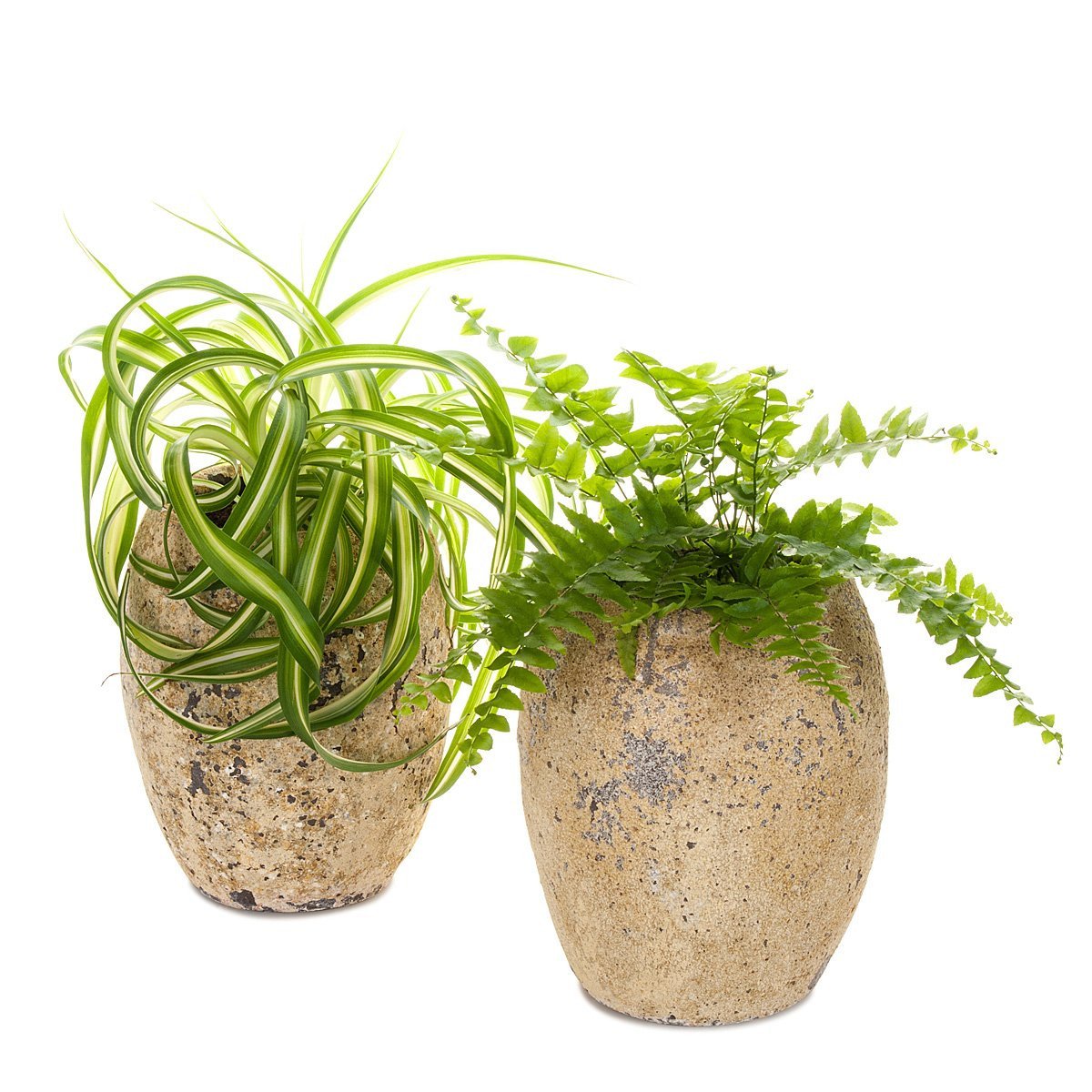 angel spider plant Spider Plant/Fern Atlantis Planter
