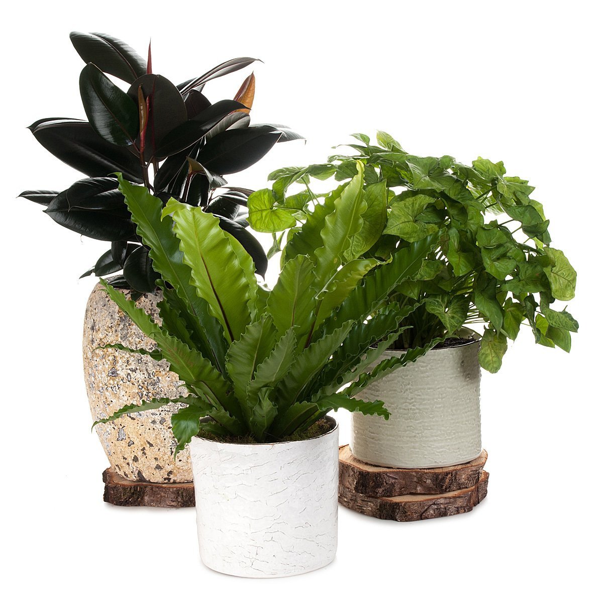 Syngonium Butterfly Beauty Planter